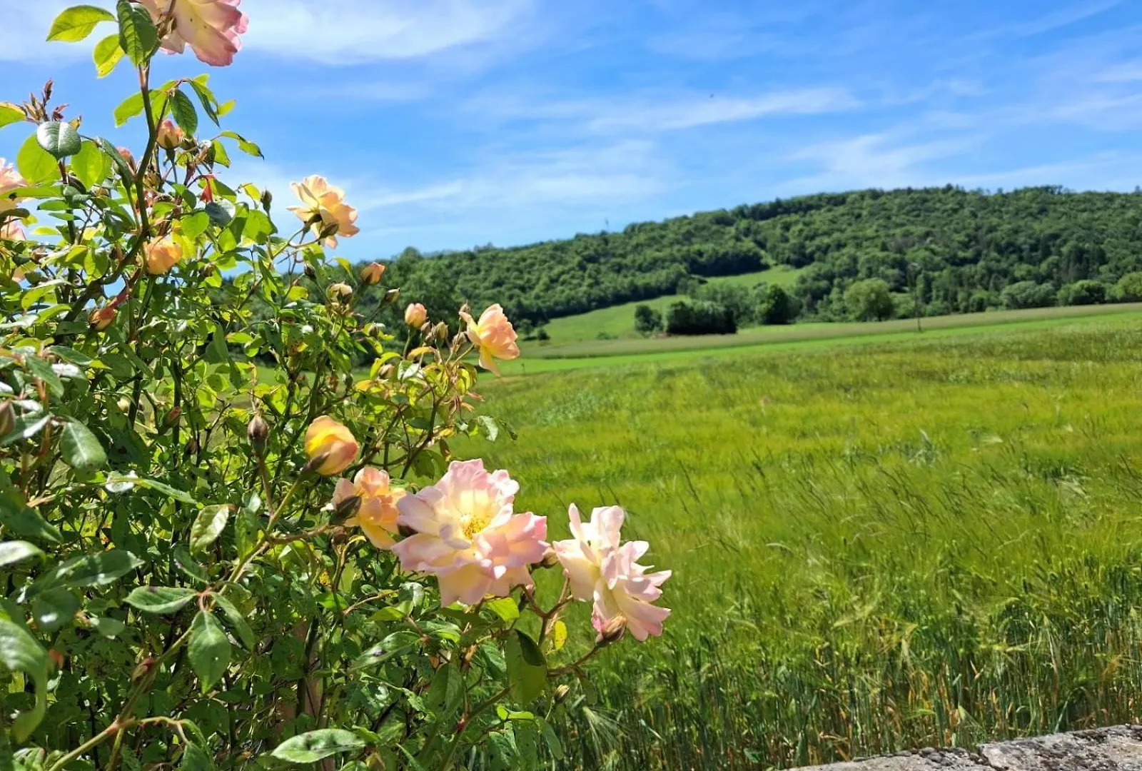 Hébergement de vacances Villa Les violettes du Bugey à Marchamp